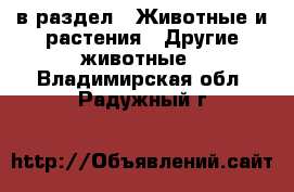  в раздел : Животные и растения » Другие животные . Владимирская обл.,Радужный г.
